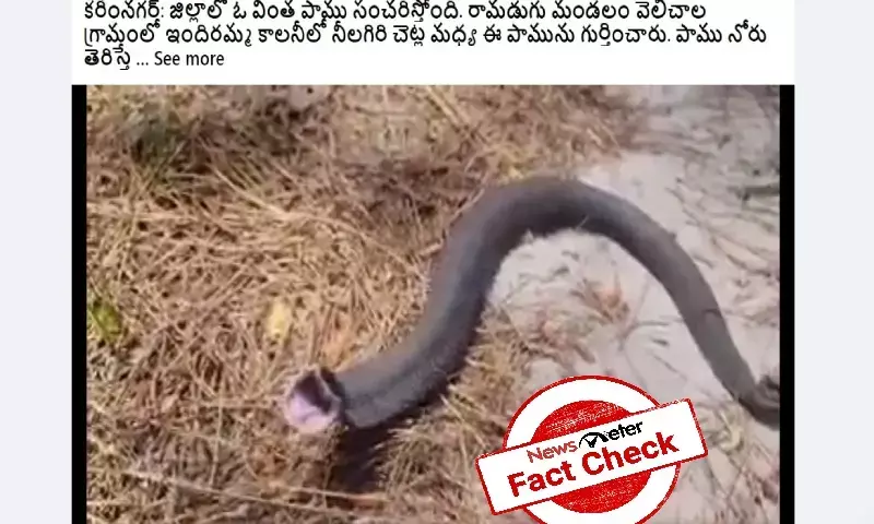 Fact Check: Viral video of screaming snake not from Karimnagar