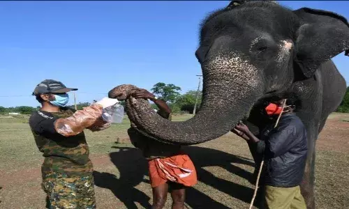 28 elephants test positive for COVID-19 in Tamil Nadus Mudumalai Tiger Reserve