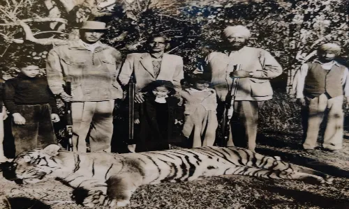 Timmy and the man eater Tigress