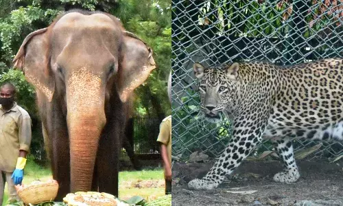 Elephant Rani who led Bonalu and Moharram processions in Hyderabad, dies