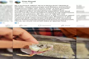 Fact Check: Black mould on onions are not a cause for Mucormycosis Fact Check: Black mould on onions are not a cause for Mucormycosis