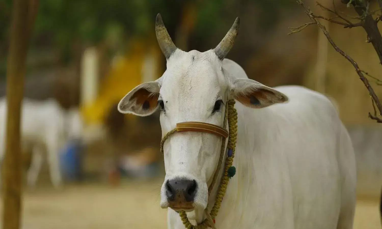 TSNPDCL asked to pay Rs. 90K to Khammam farmer whose cow was electrocuted