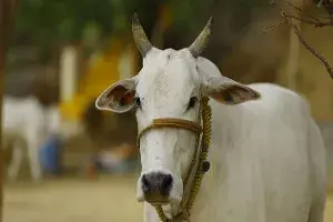 TSNPDCL asked to pay Rs. 90K to Khammam farmer whose cow was electrocuted TSNPDCL asked to pay Rs. 90K to Khammam farmer whose cow was electrocuted