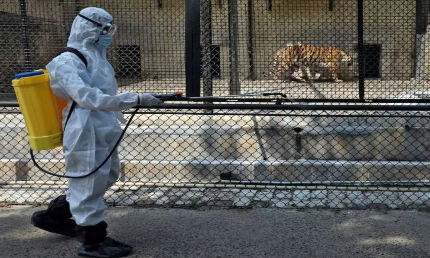 Anorexia to wheezing: Hyderabads LaCONES ask zookeepers to segregate animals with COVID symptoms