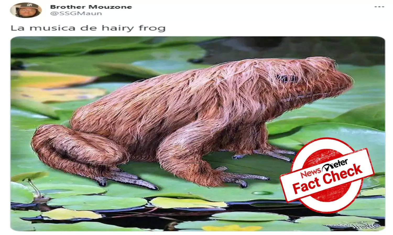 FACT CHECK:  Viral image of hairy `horror frog is artwork