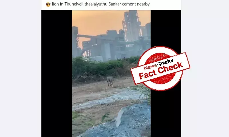 No lion spotted in Tirunelveli district, viral video is old