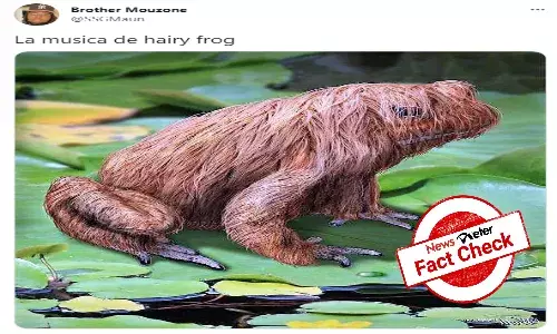 FACT CHECK:  Viral image of hairy `horror frog is artwork