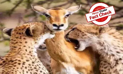Fact Check: Photo of cheetahs hunting deer shared with made-up story