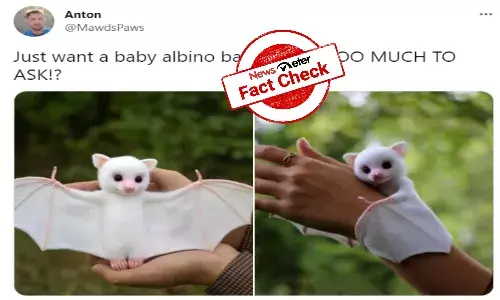 FACT CHECK: Viral picture of `baby albino bat is piece of art