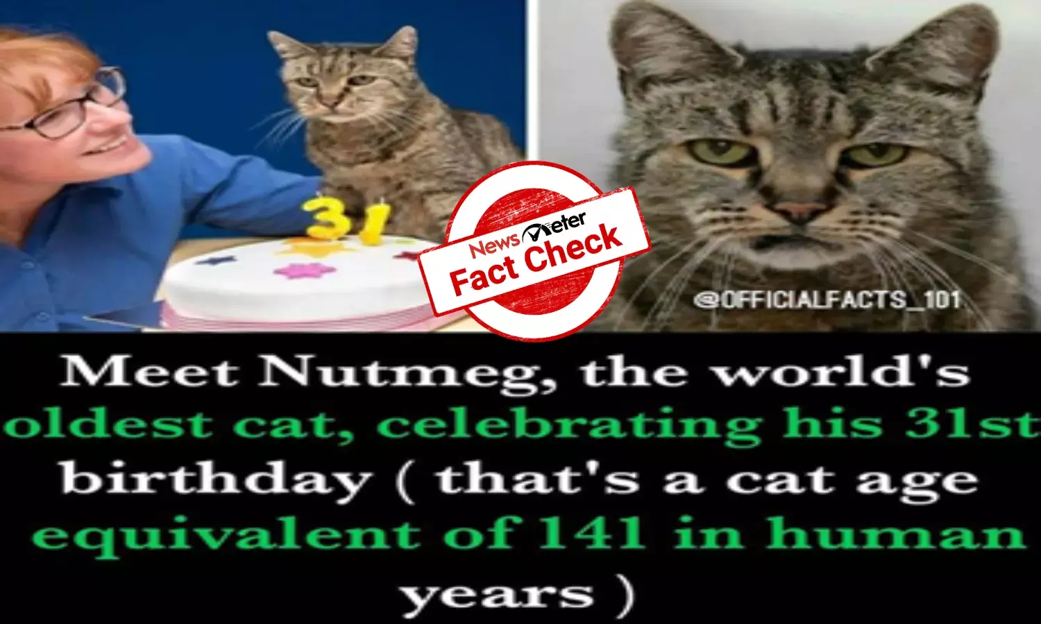 Fact Check: Is Nutmeg, the worlds oldest cat, still alive?
