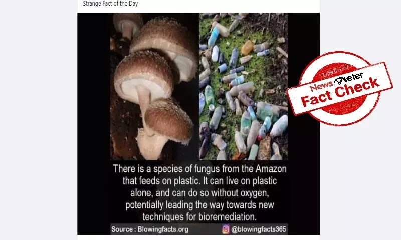 Scientists discover fungus that feeds on plastic