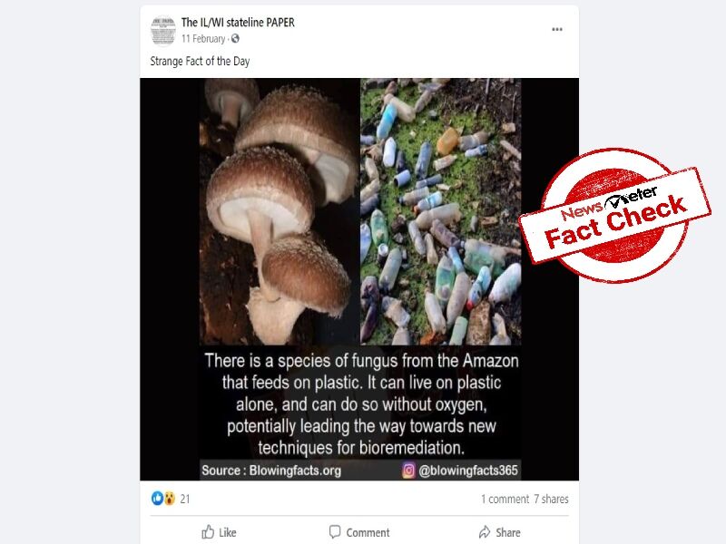 Scientists discover fungus that feeds on plastic