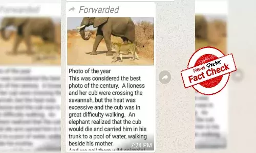 Fact Check: Image of elephant holding lion cub, walking alongside lioness is morphed