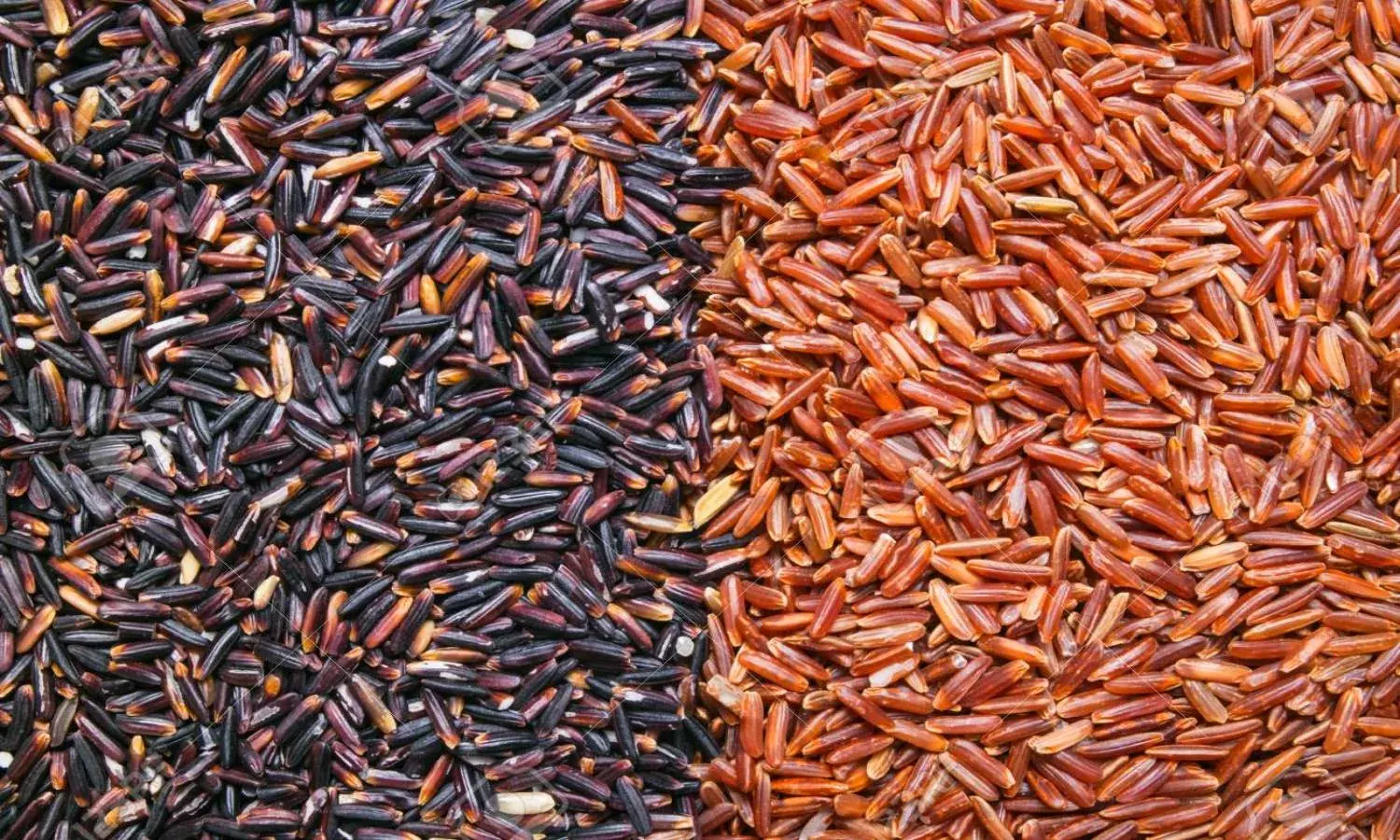 Black and red rice: Andhra tries exotic paddy to revolutionize farm sector, increase exports
