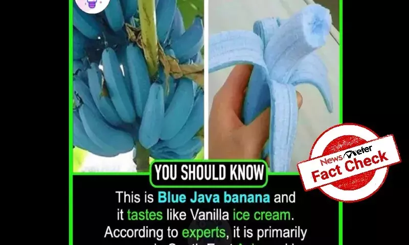 Does blue banana exist in the world?