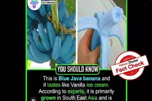 Does blue banana exist in the world? Does blue banana exist in the world?