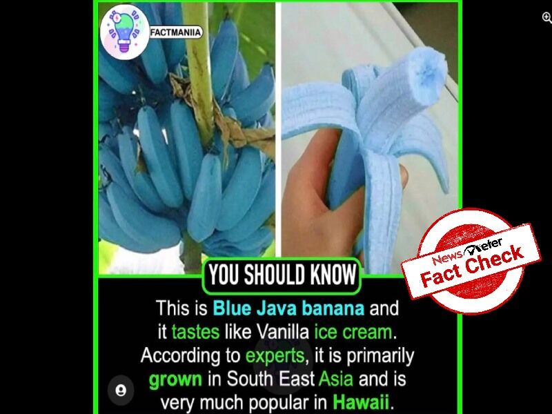 blue java bananas calories