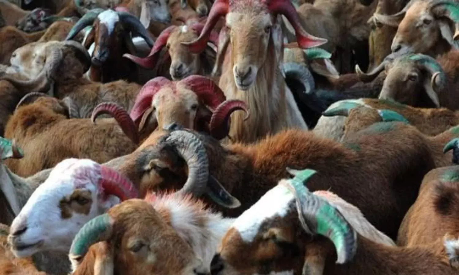 Sheep distribution programme 2.0: KCR earmarks Rs 6000 crore, 3.5L unitholders to benefit