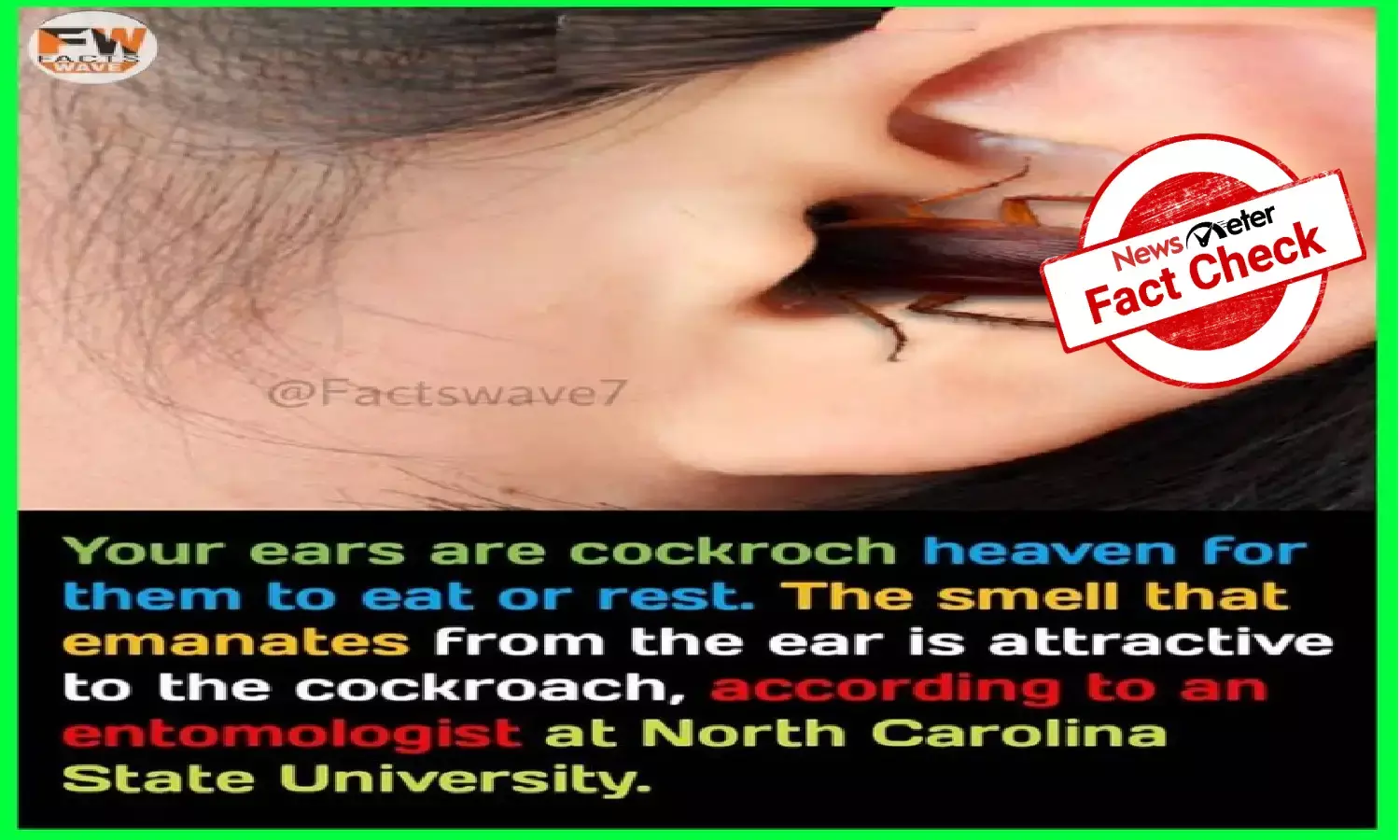 Are cockroaches attracted to human ear?