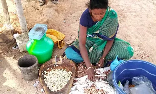 Andhra cashew growers stare at bleak future; send SOS to govt for MSP