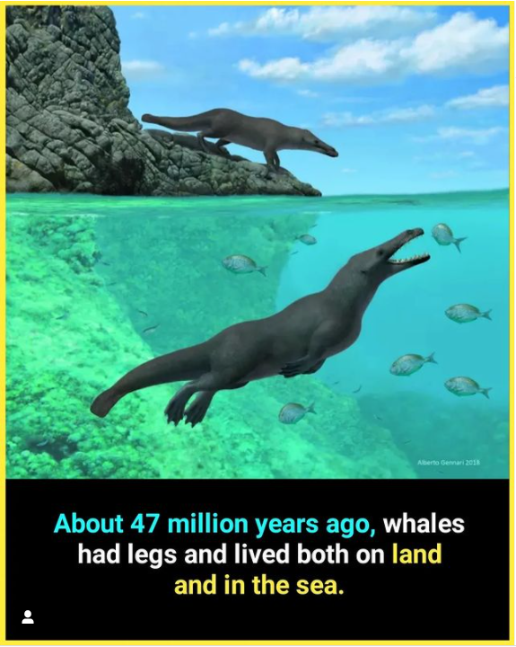 Did whales have four legs millions of years ago?