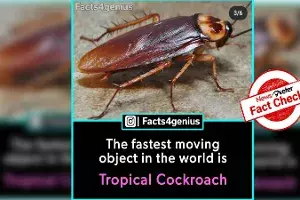 Fact Check: `Tropical Cockroach is not fastest moving object in world Fact Check: `Tropical Cockroach is not fastest moving object in world