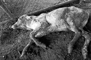 Bovine mafia busted: Traffickers pour boiling water over cattle; two calves killed, 20 injured in Suryapet Bovine mafia busted: Traffickers pour boiling water over cattle; two calves killed, 20 injured in Suryapet