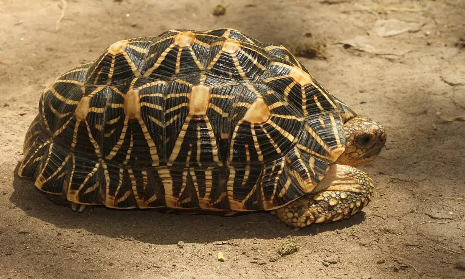 Forest officials seize 330 endangered Assam roofed turtles, nab 2 smugglers