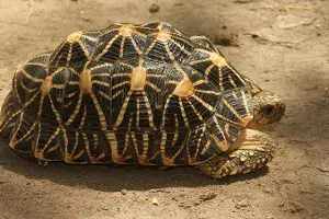 Forest officials seize 330 endangered Assam roofed turtles, nab 2 smugglers Forest officials seize 330 endangered Assam roofed turtles, nab 2 smugglers