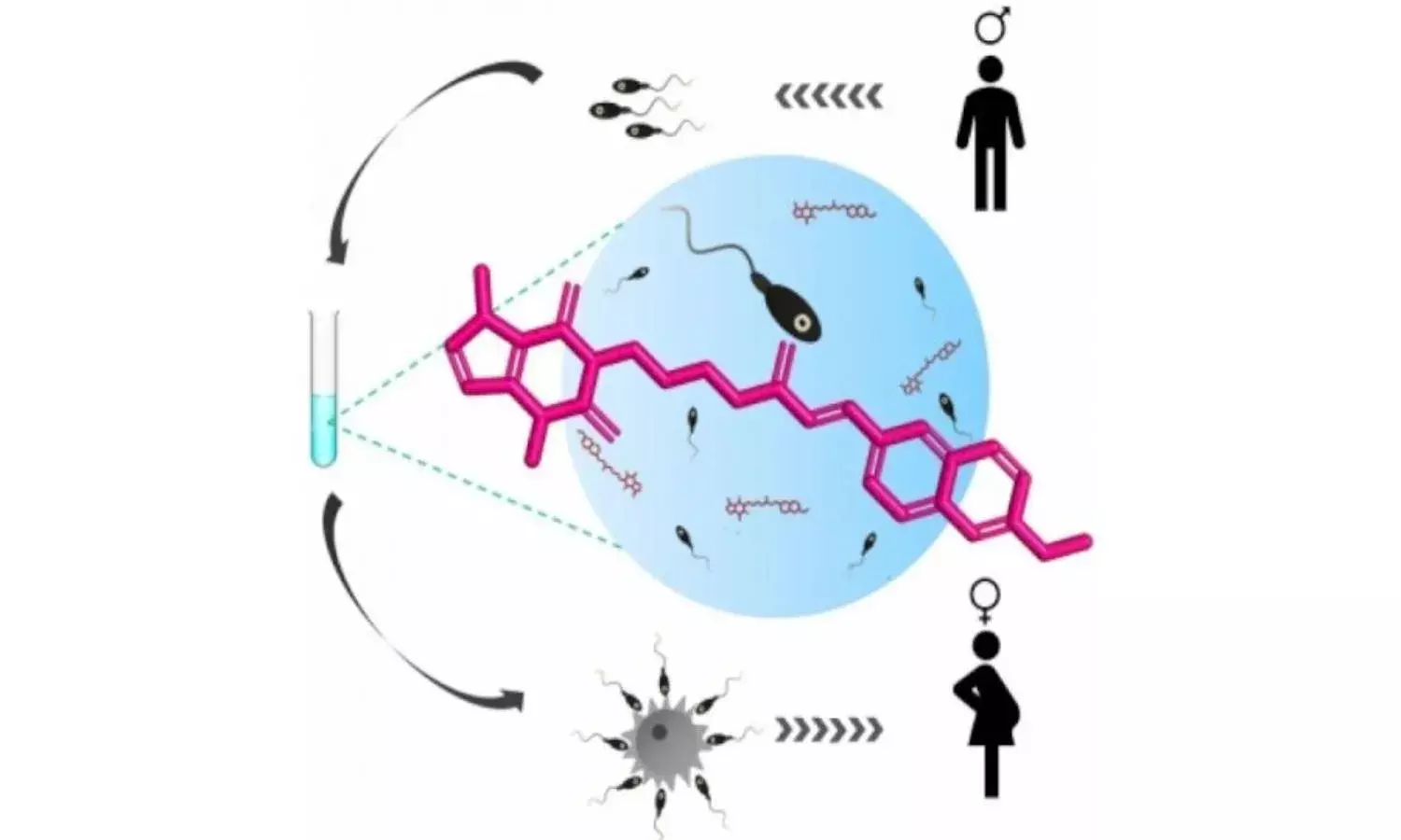 Researchers from IIT-H, KCM, Manipal design molecule to improve sperm motility in IVF