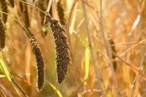 Largest consumer base for millets are weight watchers, health buffs Largest consumer base for millets are weight watchers, health buffs