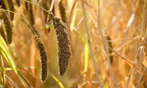 Largest consumer base for millets are weight watchers, health buffs