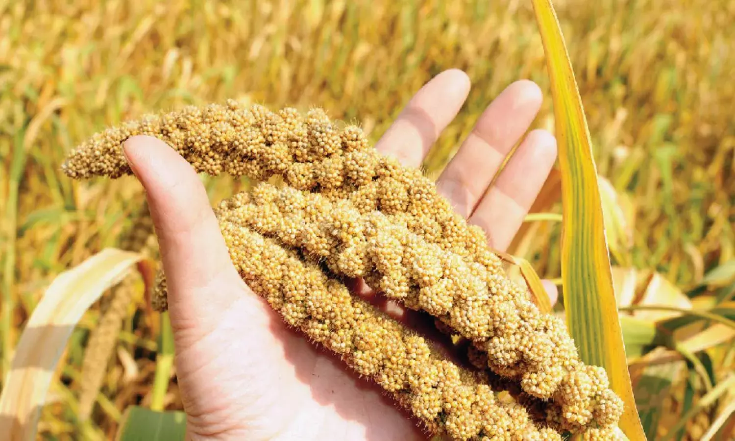 Millets can combat obesity, reduce risk of developing heart disease: Study