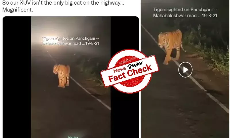 Video of tigers roaming on road dates back to 2019