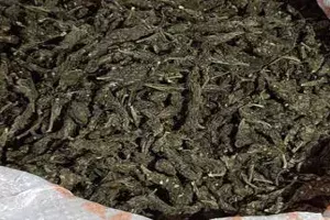 NCB busts inter-state Ganja network, recovers 3400 kilos of contraband worth Rs 21 Cr NCB busts inter-state Ganja network, recovers 3400 kilos of contraband worth Rs 21 Cr