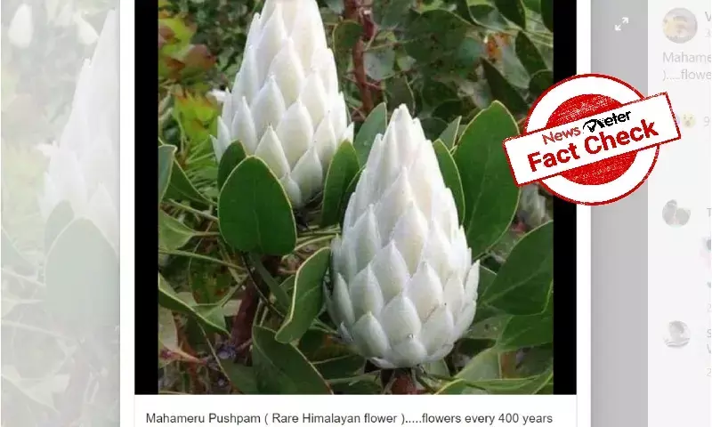 Flowers in viral image are not `Mahameru Pushpam