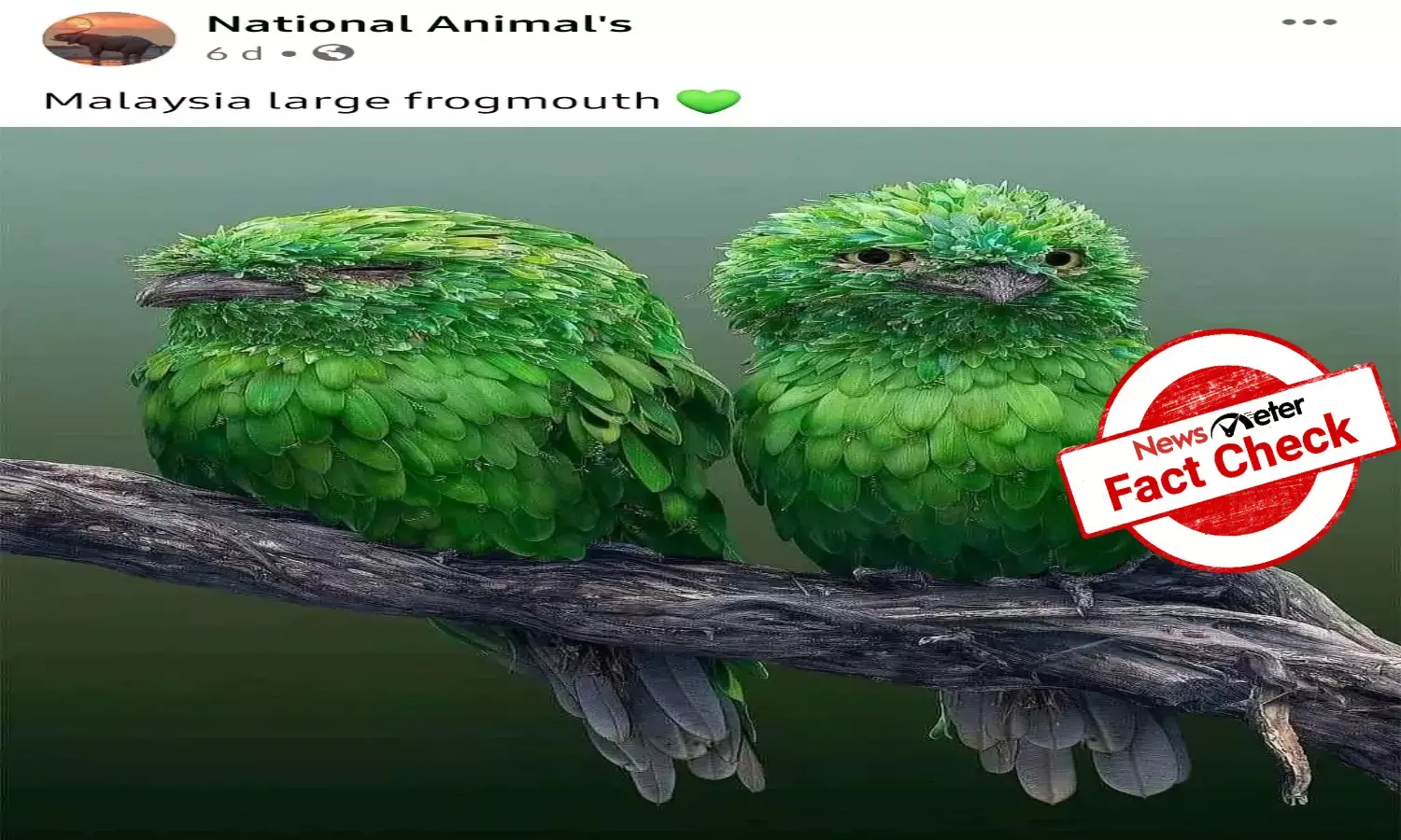 Fact Check: Birds in viral picture are not Malaysian frogmouth