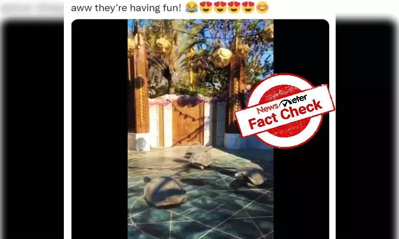 Can tortoises run faster than usual?