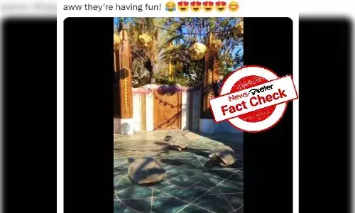 Can tortoises run faster than usual?