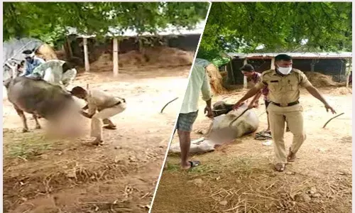 Picture: Karimnagar cops help buffalo deliver, win praise