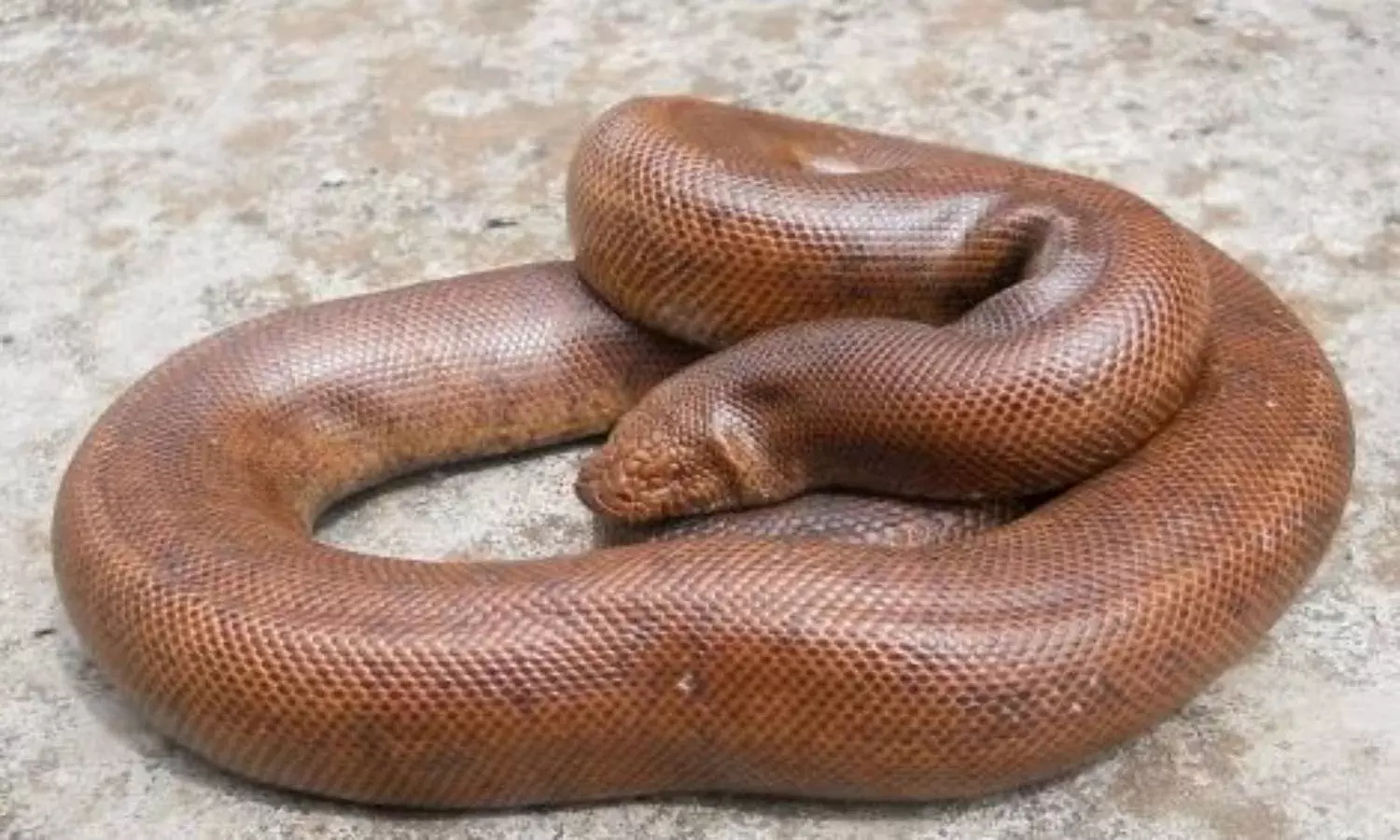 How DFO disguised as wildlife dealer to bust smugglers gang in Telangana