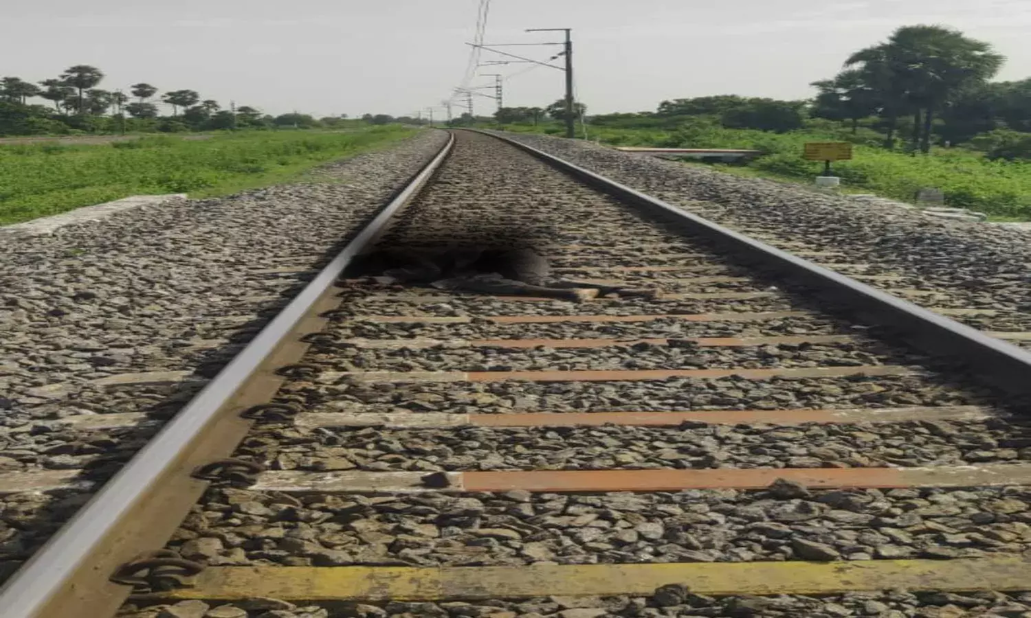 Saidabad rape case: TS High Court orders judicial inquiry into Pallakonda Rajus suicide