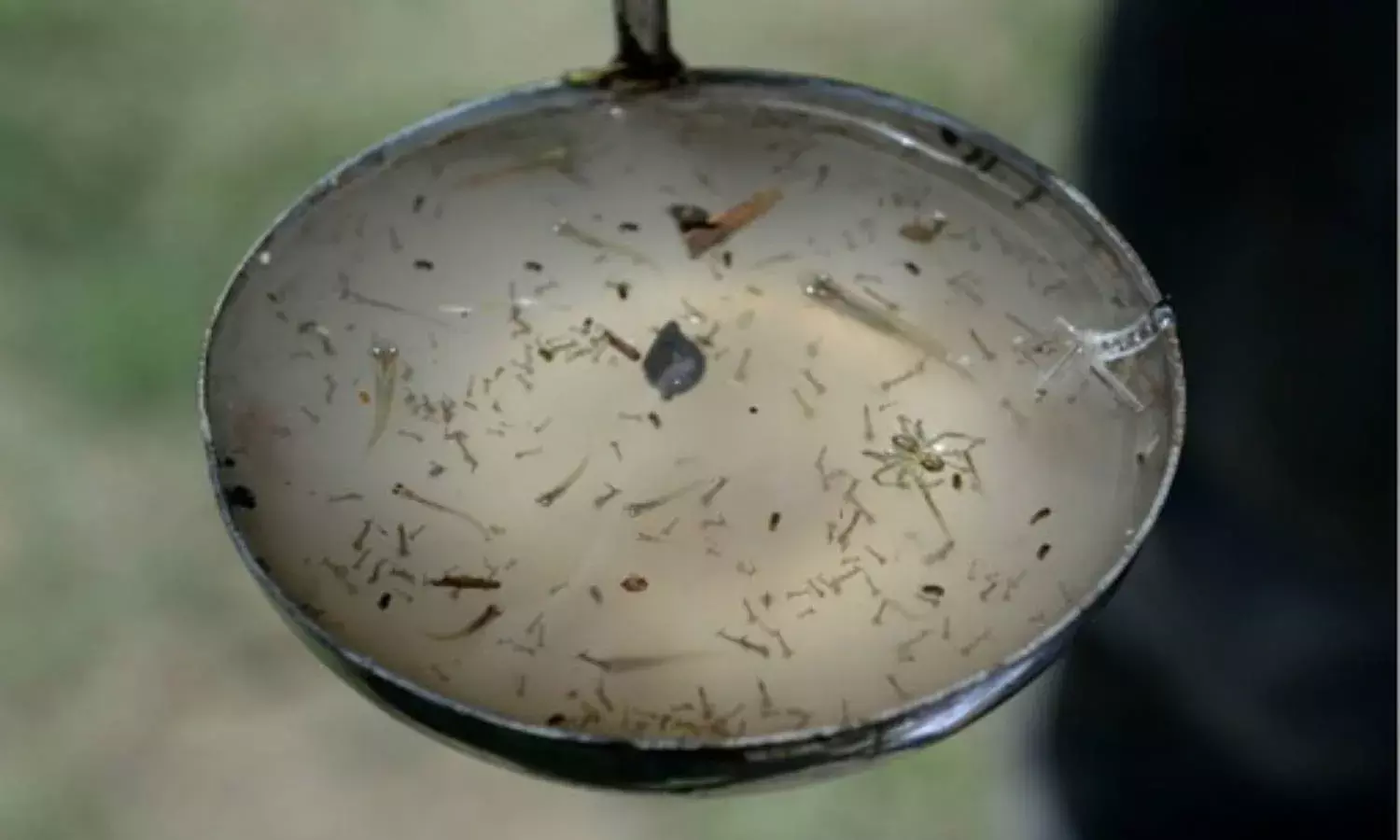 Dengue outbreak: Telangana HC asks government to prepare action plan, take effective steps