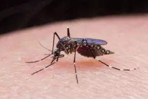 Vizag sees rise in vector-borne diseases reporting 1,383 cases Vizag sees rise in vector-borne diseases reporting 1,383 cases