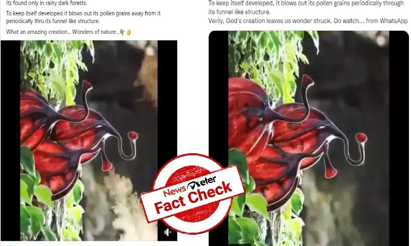 Fact Check: Is this the video of medicinal plant Oodhu Paavai from Tamil Nadu?