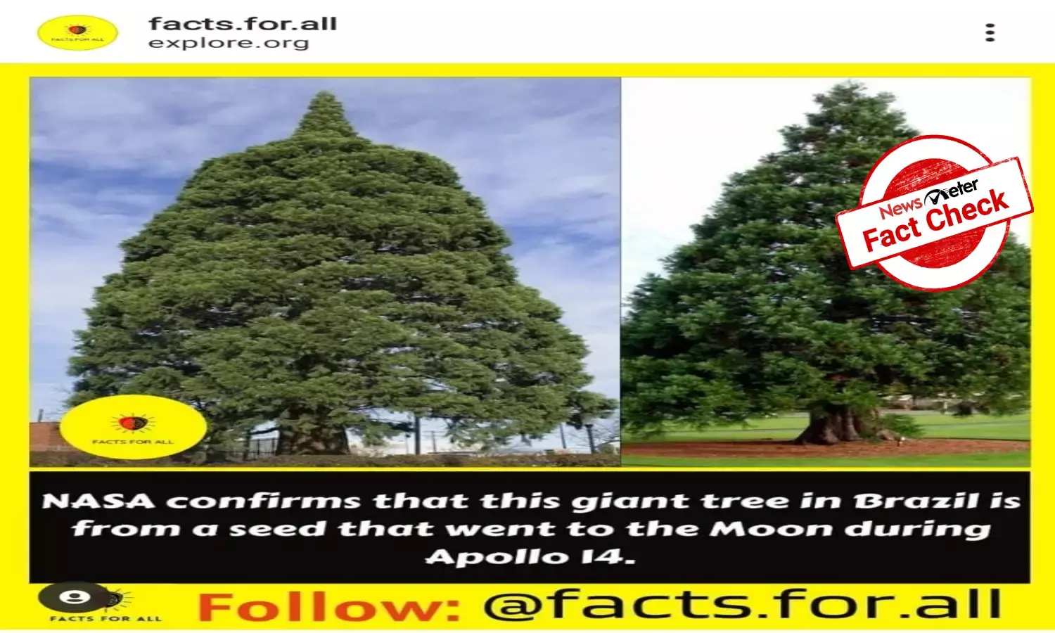 Fact Check: Is this tree from a seed sent to moon on Apollo 14?