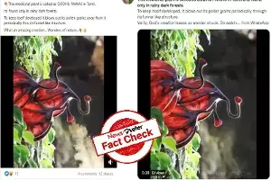 Fact Check: Is this the video of medicinal plant Oodhu Paavai from Tamil Nadu? Fact Check: Is this the video of medicinal plant Oodhu Paavai from Tamil Nadu?
