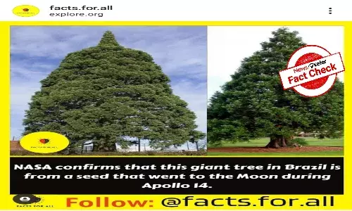 Fact Check: Is this tree from a seed sent to moon on Apollo 14?