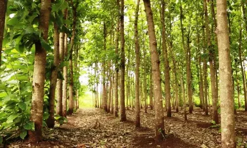 `Westside Ventures  fined Rs 4L for felling 65 trees in Rangareddys Chilkur village