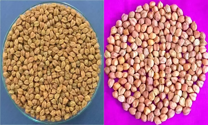 New climate-resilient, disease-resistant chickpea varieties coming farmers way: ICRISAT study